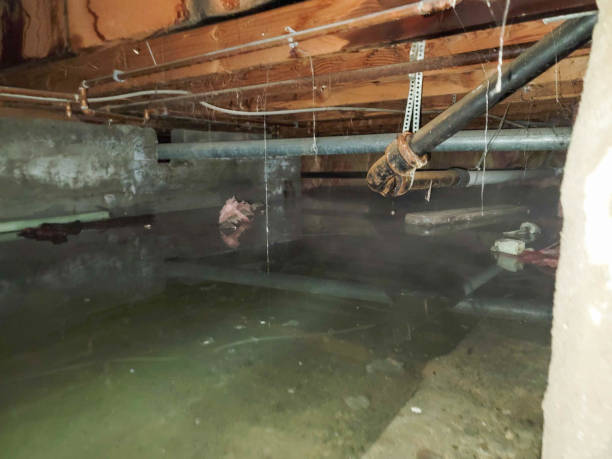 Best Basement water damage restoration  in Genoa, OH